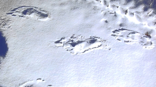 Cómo se originó la leyenda del Yeti, la misteriosa criatura del Nepal que nadie ha encontrado en siglos<em></em>